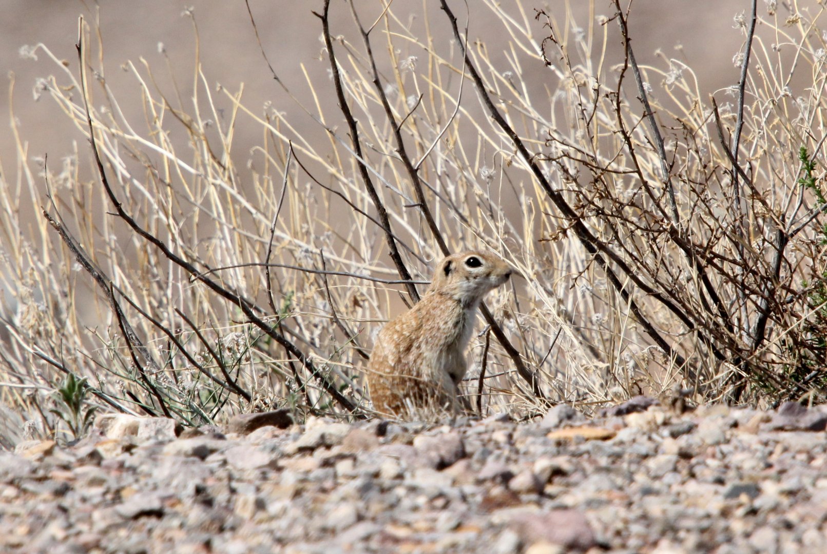 spotted ground squirrel (Xerospermophilus spilosoma)