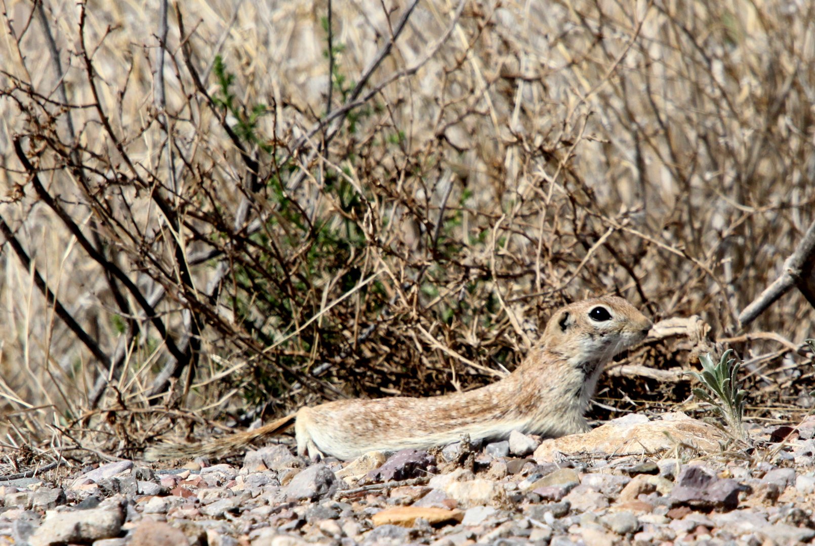 spotted ground squirrel (Xerospermophilus spilosoma)