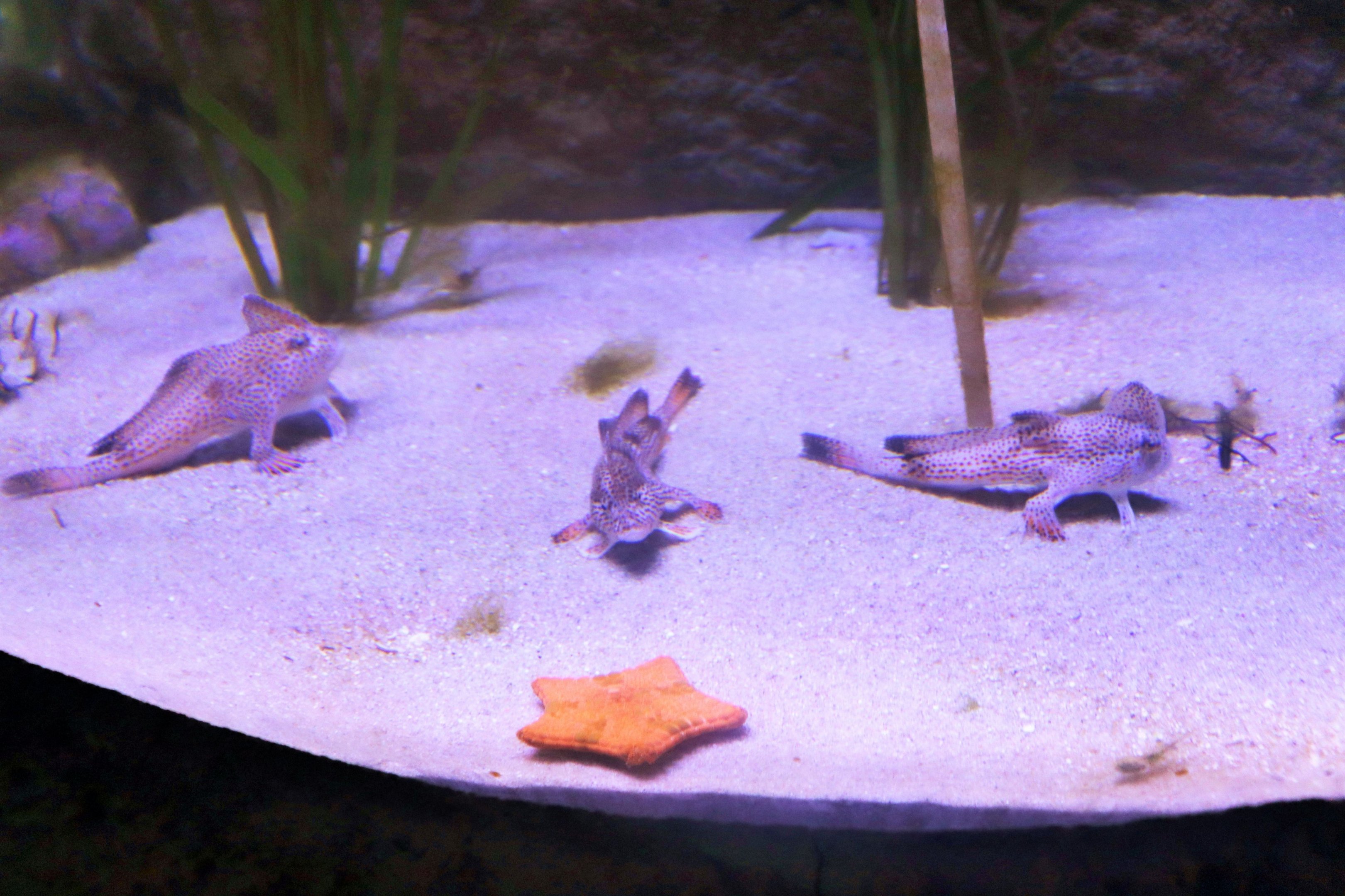 Spotted Handfish (Brachionichthys hirsutus)- Size Comparison