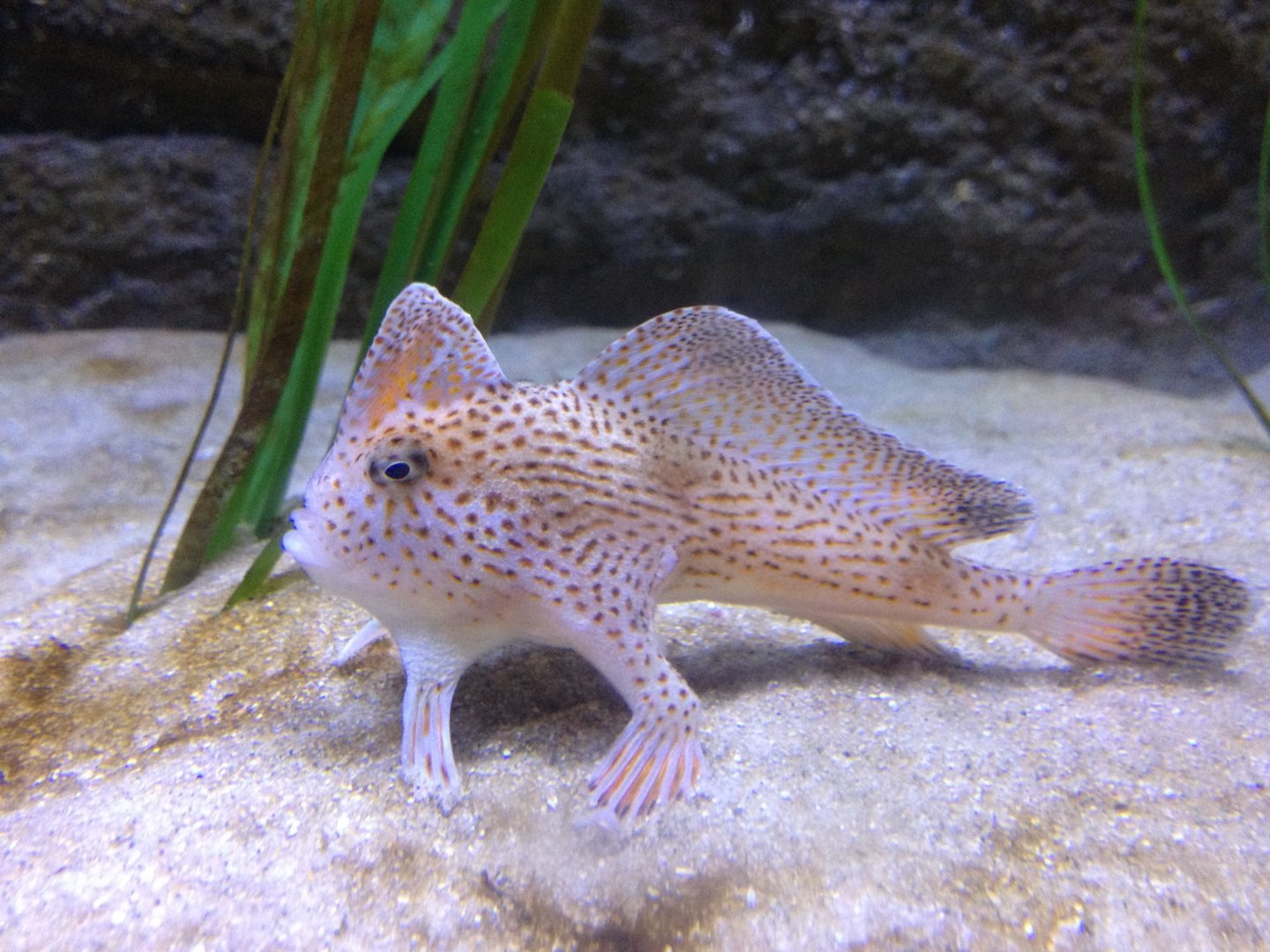 Spotted Handfish (Brachionichthys hirsutus)