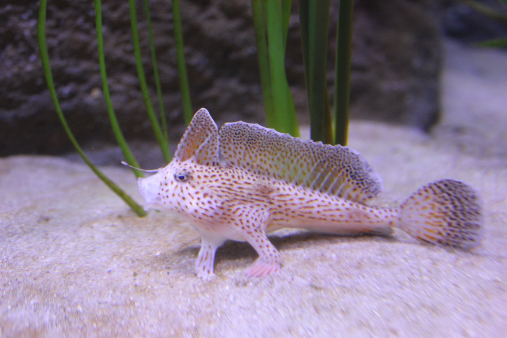 Spotted Handfish (Brachionichthys hirsutus)