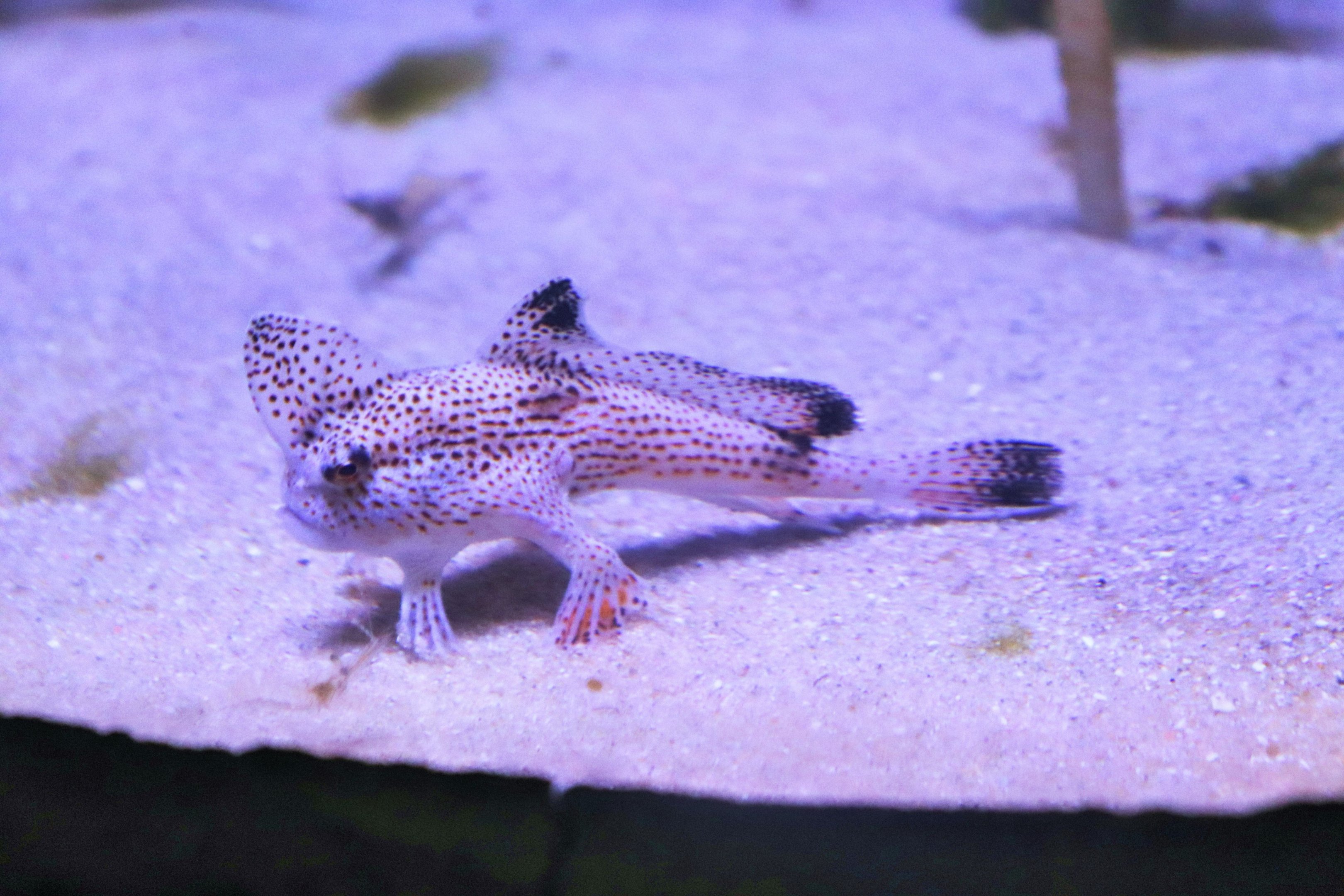 Spotted Handfish (Brachionichthys hirsutus)
