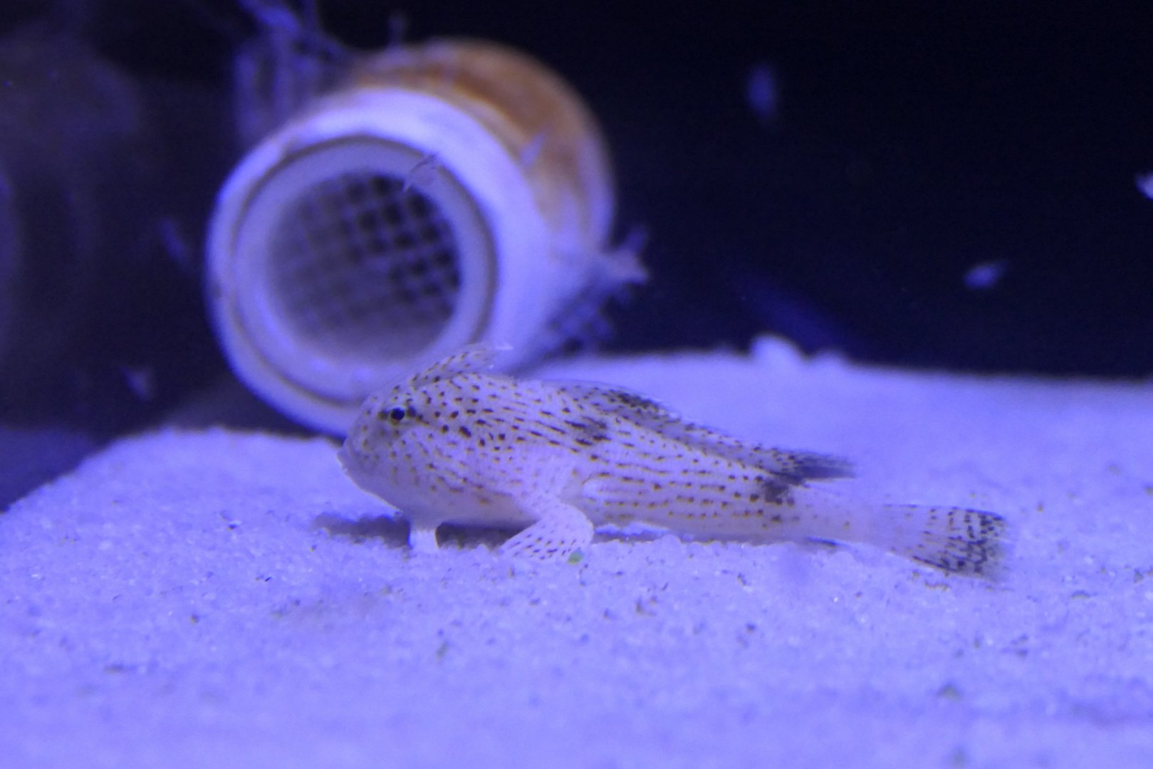 Spotted Handfish (Brachionichthys hirsutus)