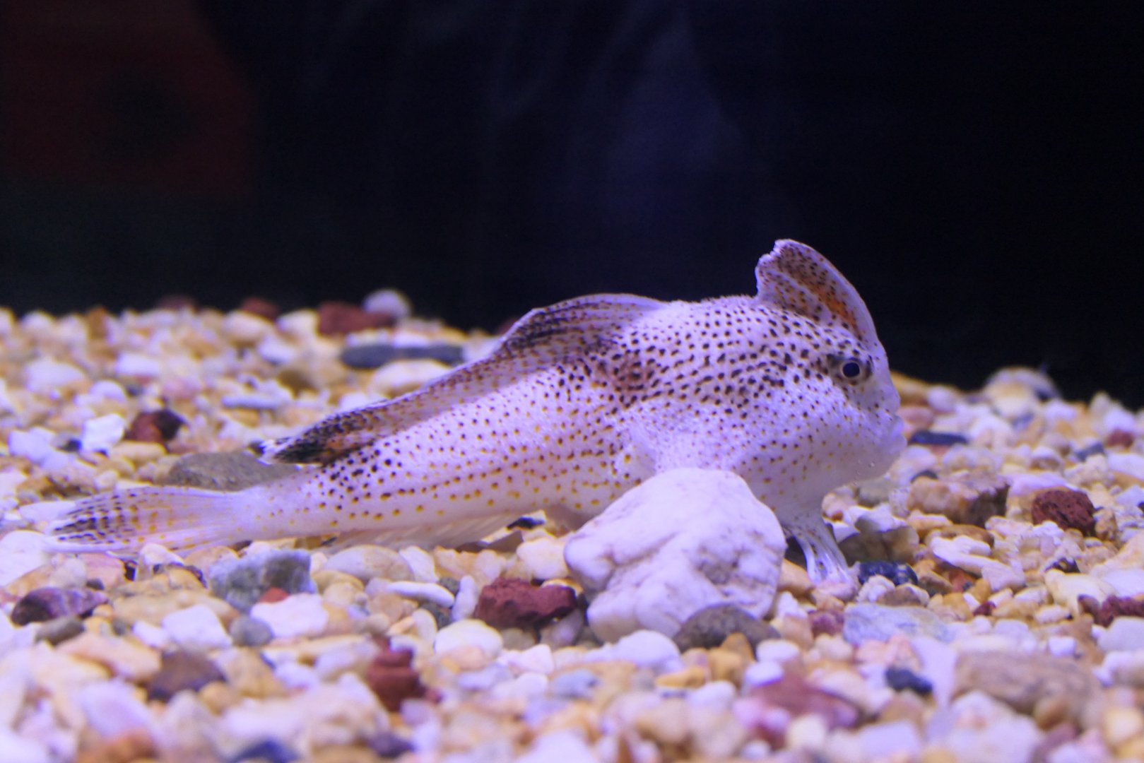 Spotted Handfish (Brachionichthys hirsutus)
