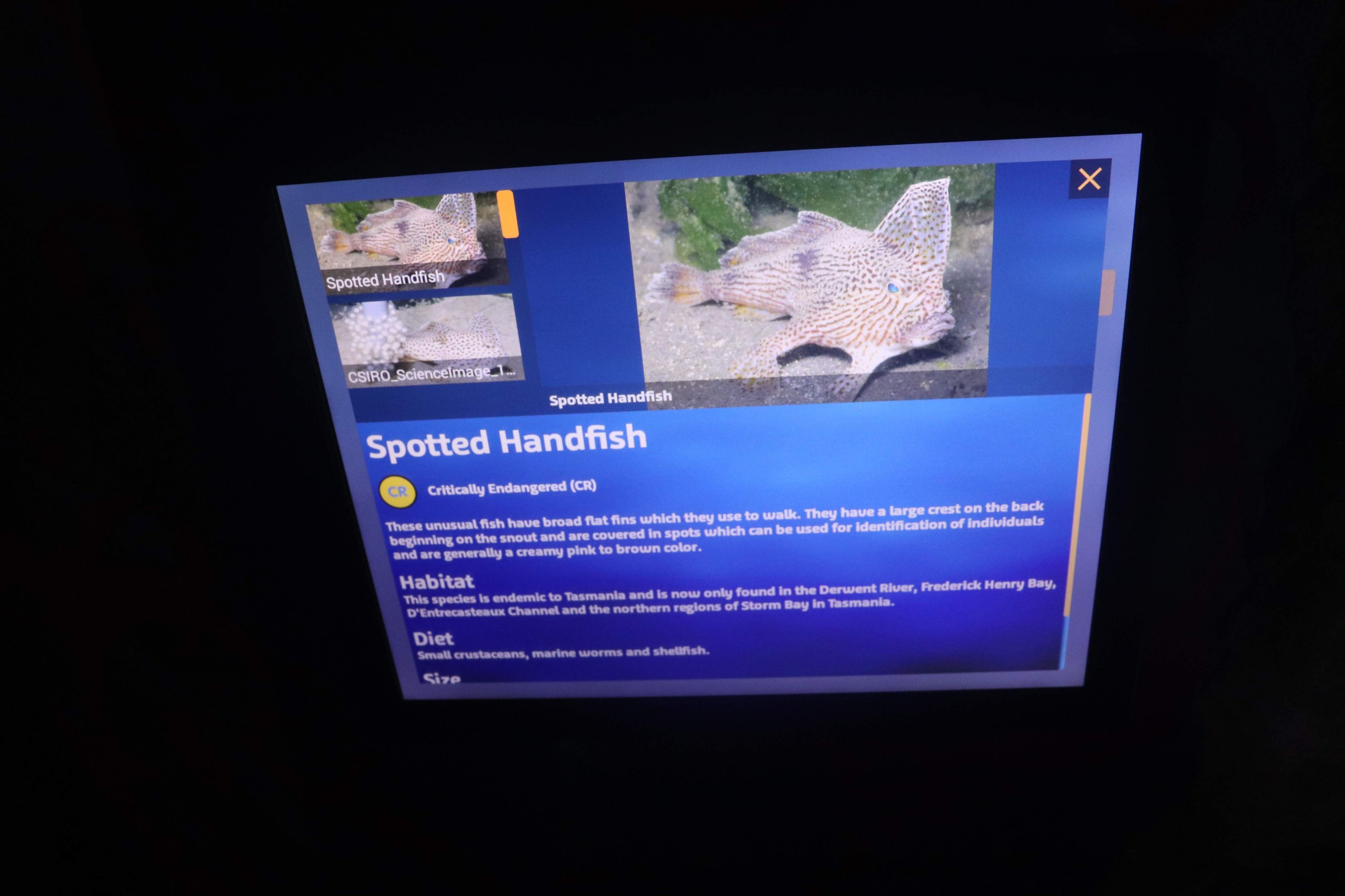 Spotted Handfish Signage