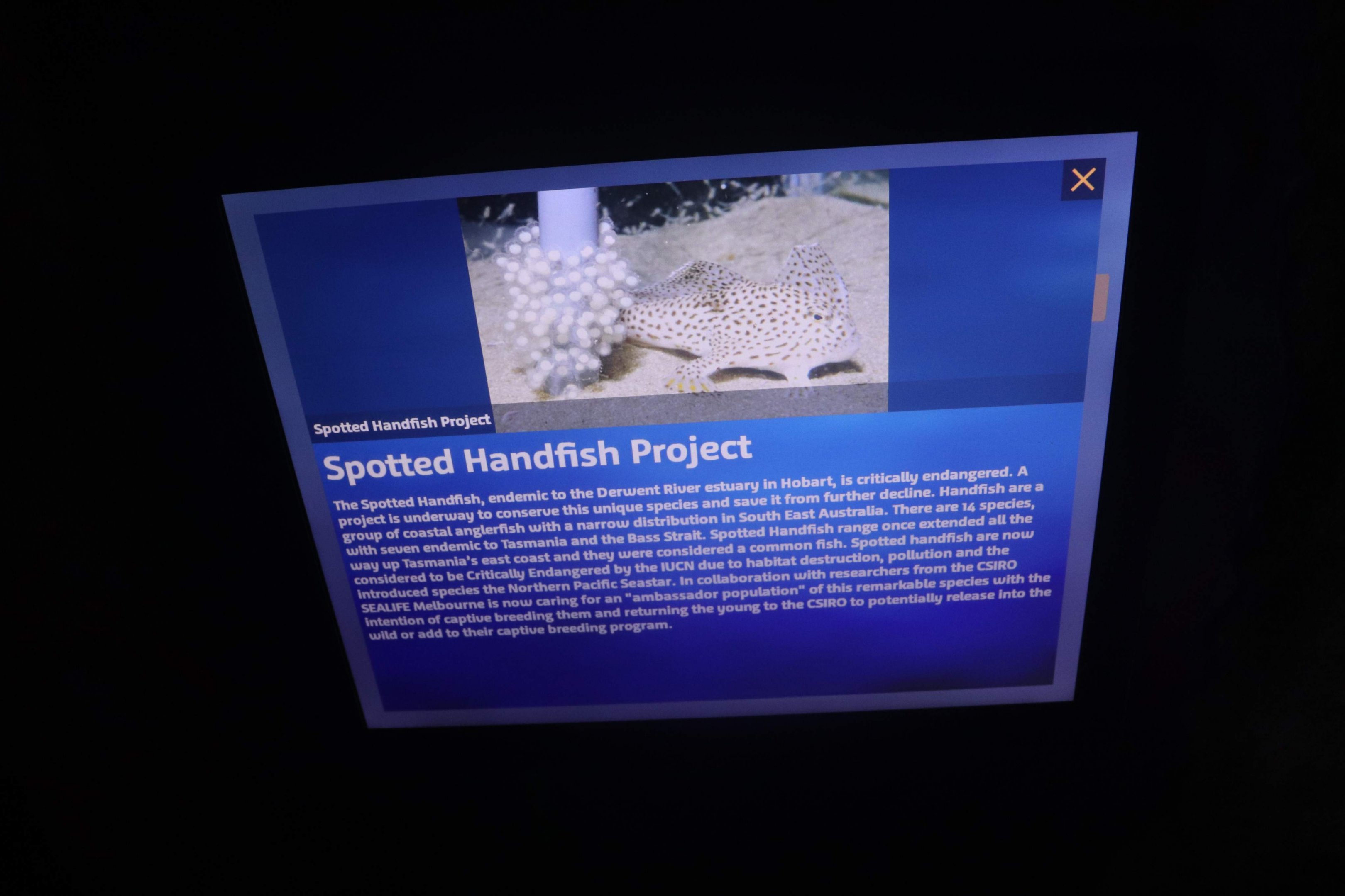 Spotted Handfish Signage