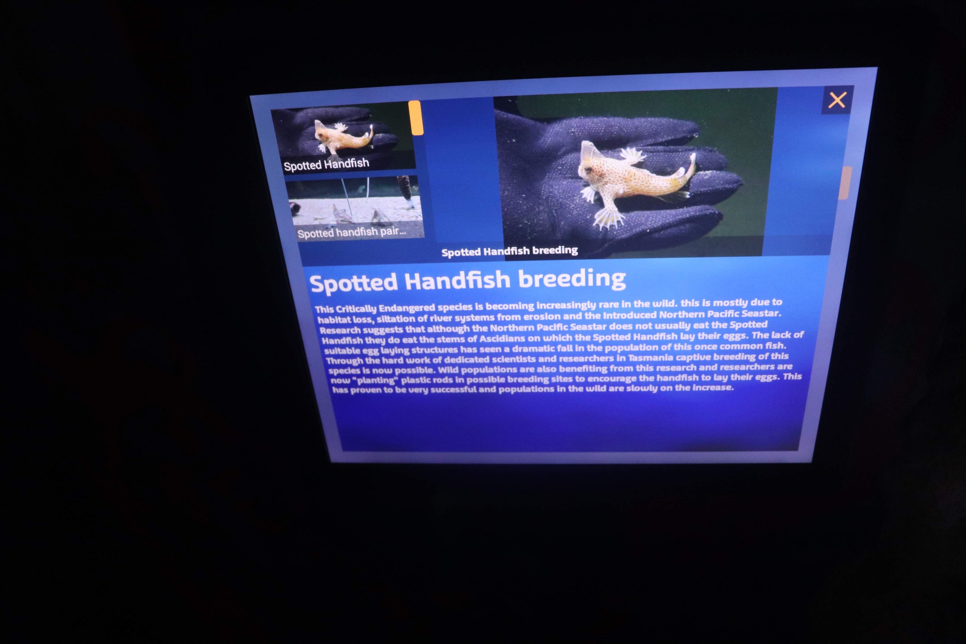 Spotted Handfish Signage