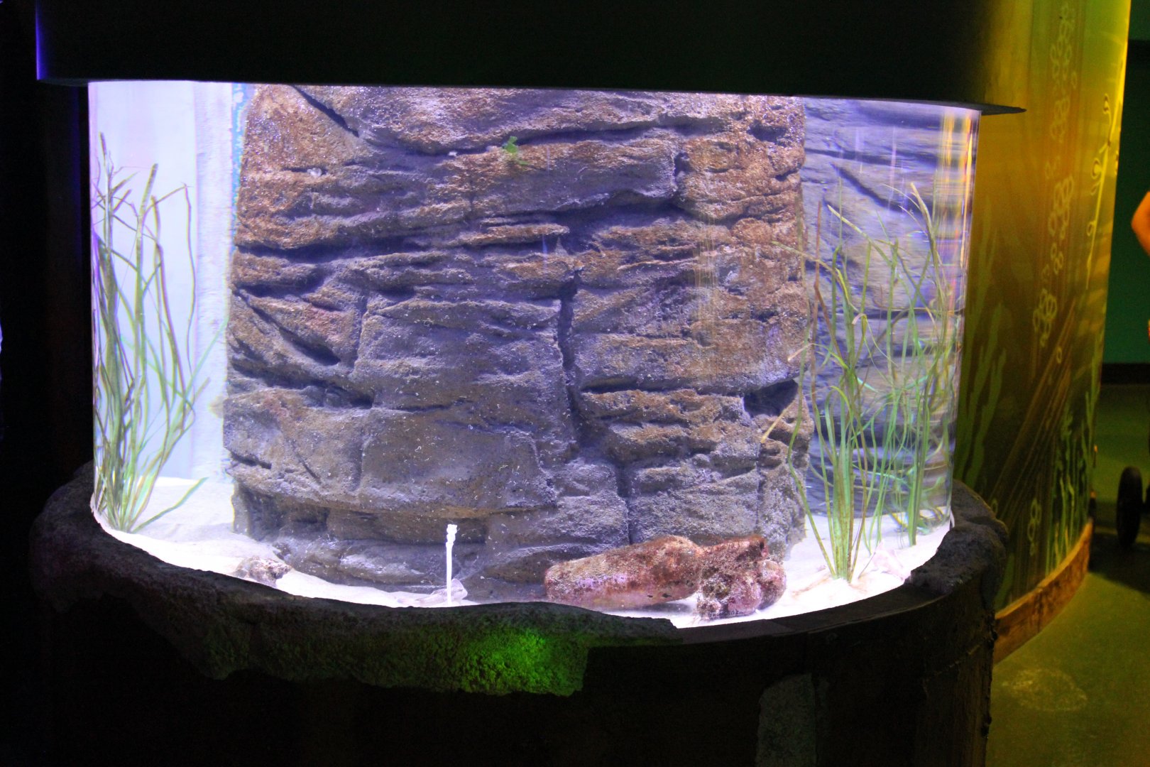 Spotted Handfish tank