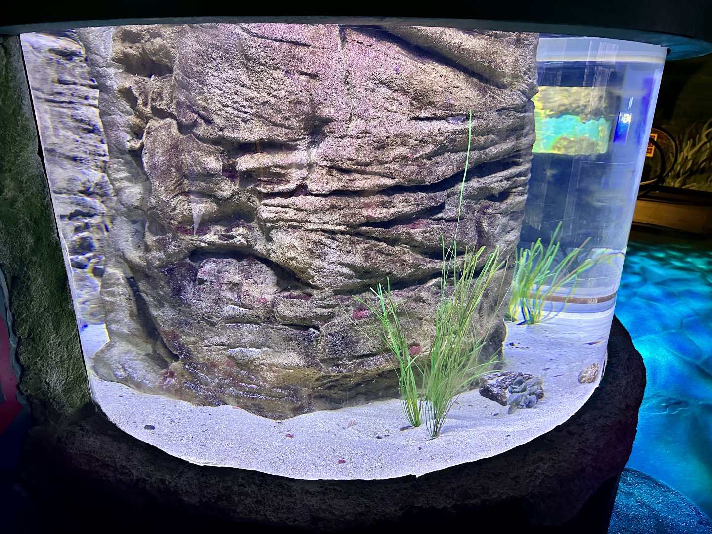 Spotted Handfish Tank