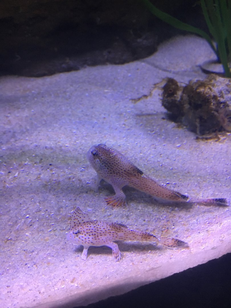 Spotted Handfish