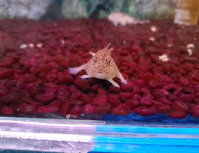 Spotted Handfish