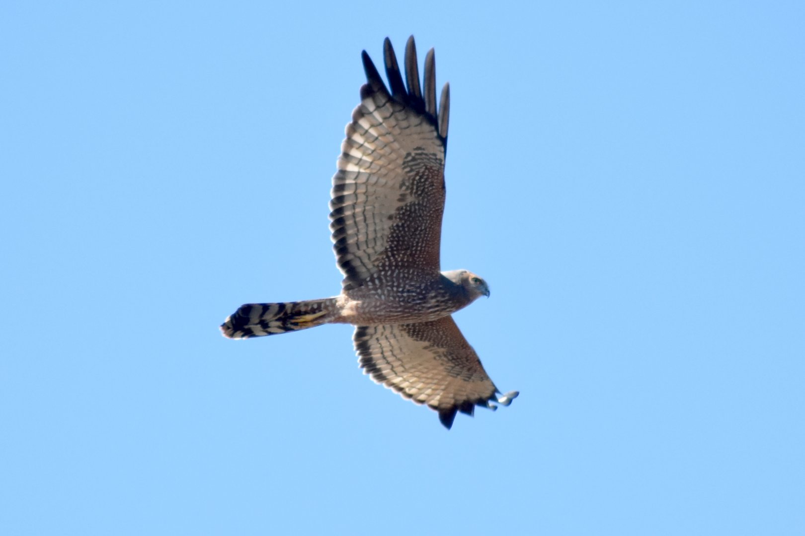 Spotted Harrier - Circus assimilis
