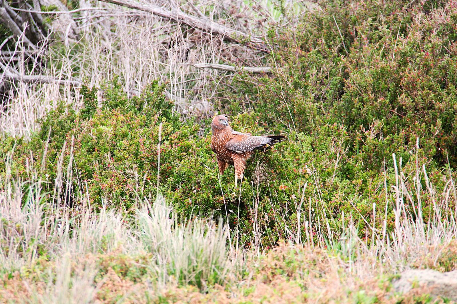 Spotted Harrier