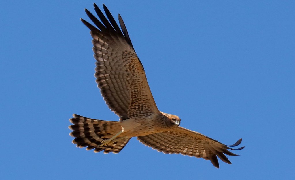 Spotted Harrier