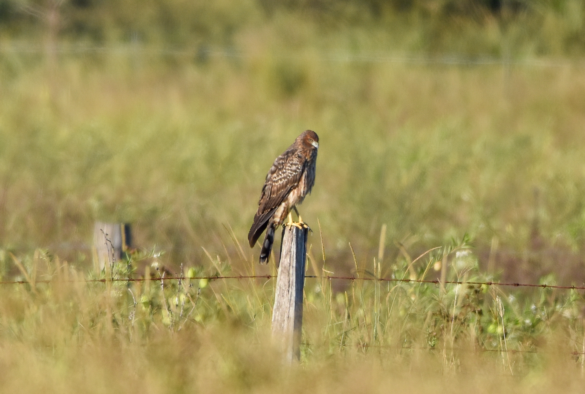 Spotted Harrier
