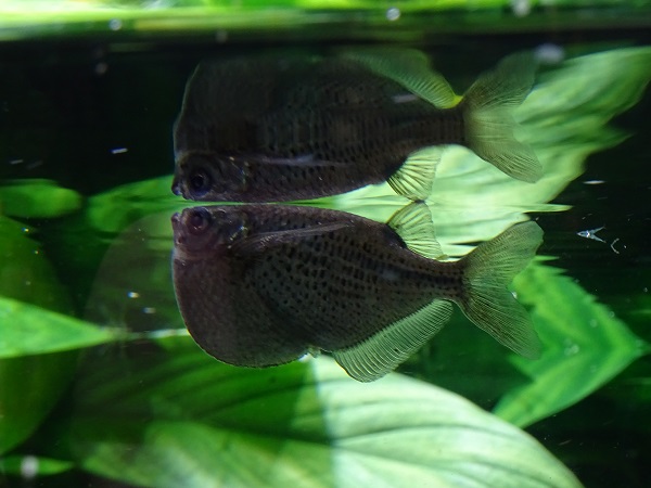 Spotted hatchetfish (Gasteropelecus maculatus) (07/22)