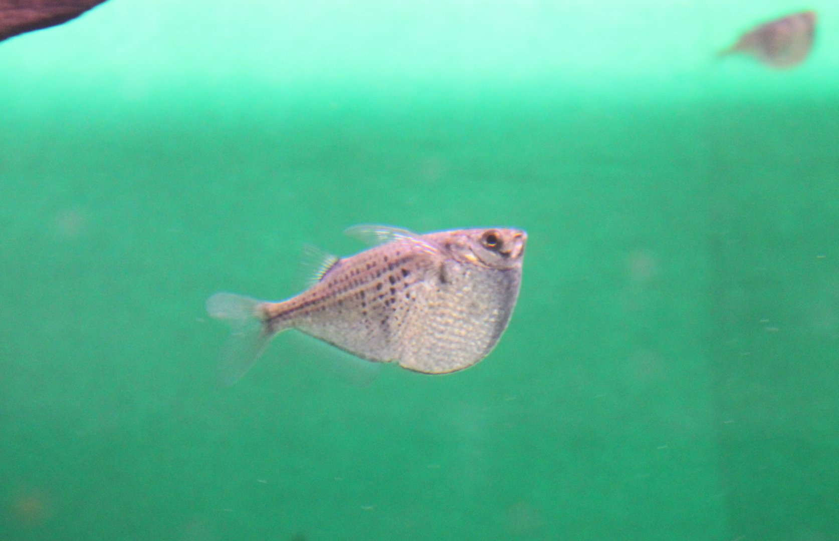 Spotted hatchetfish - Gasteropelecus maculatus