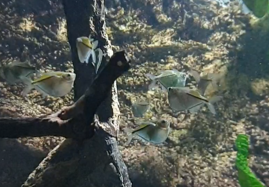 Spotted hatchetfishes - Gasteropelecus maculatus