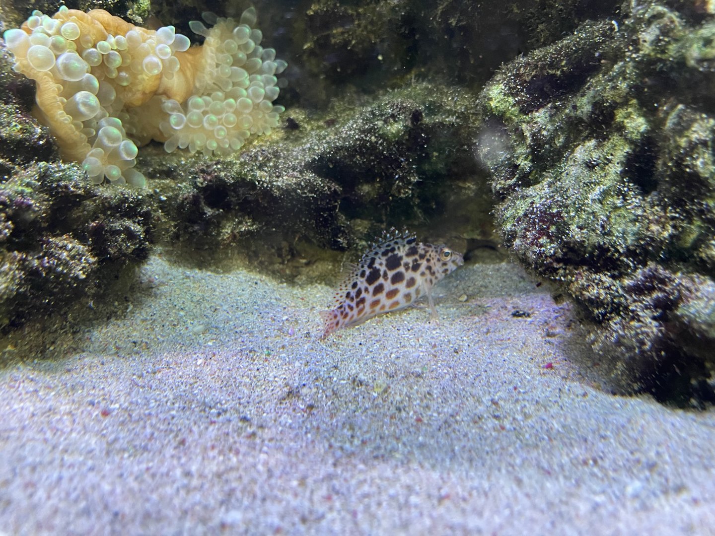 spotted hawkfish (cirrhitichthys aprinus)