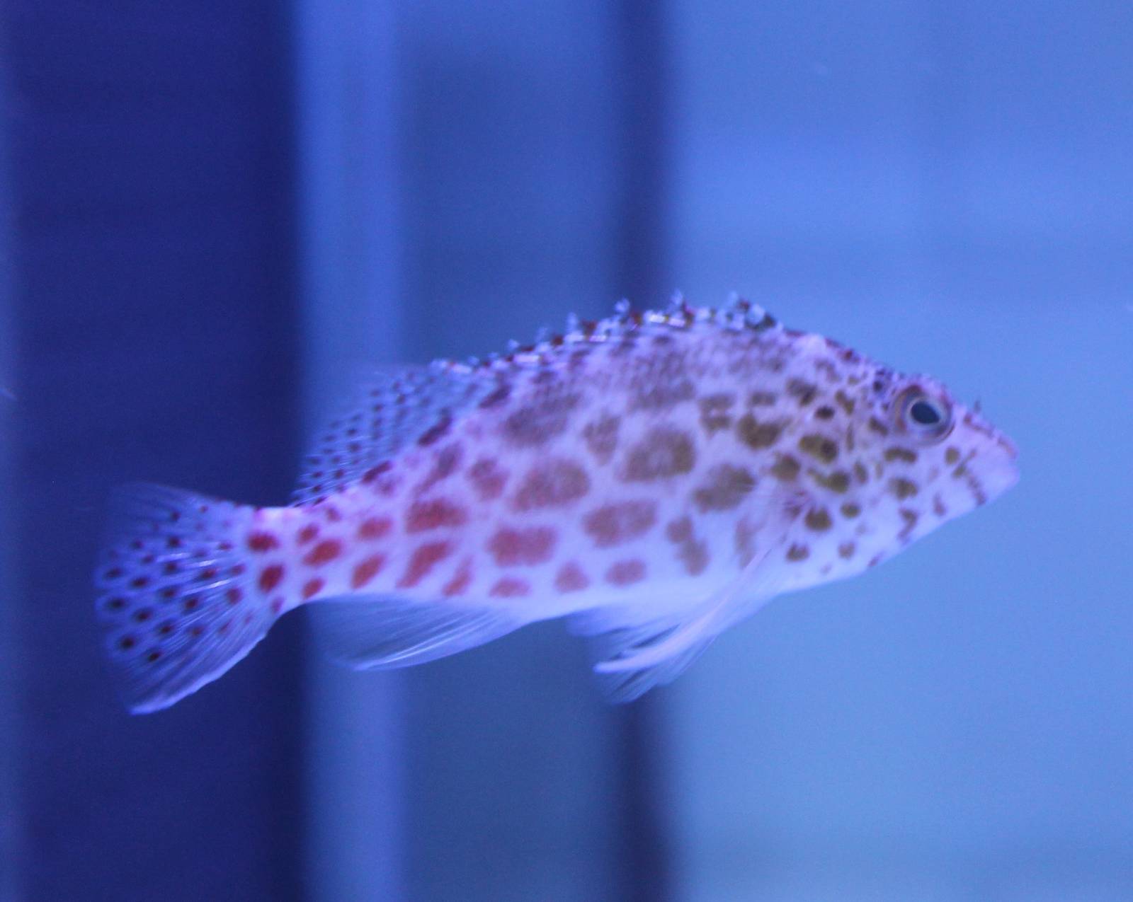 Spotted Hawkfish
