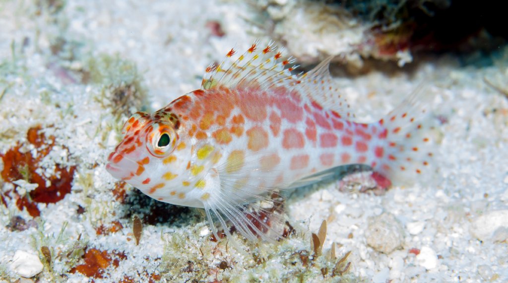 Spotted Hawkfish