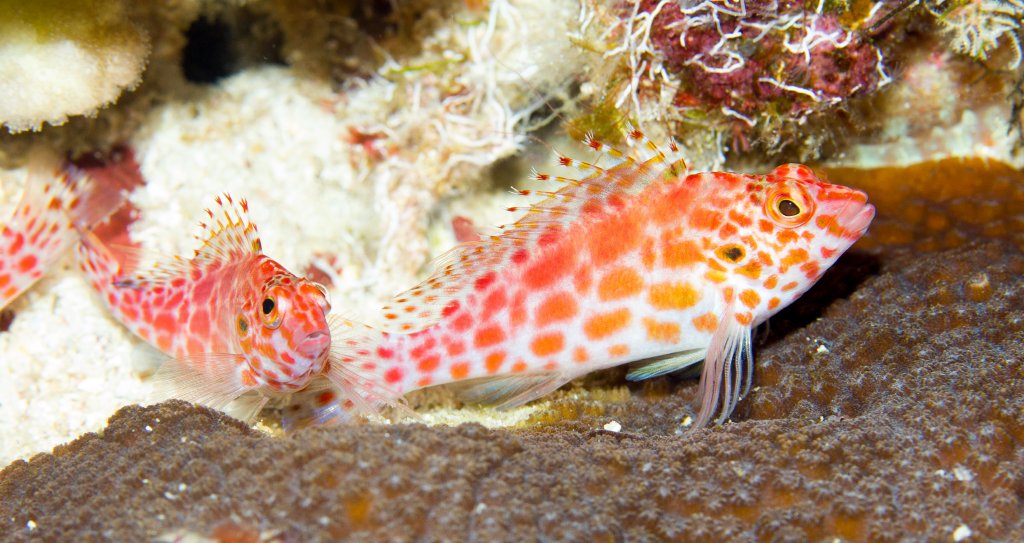 Spotted Hawkfish