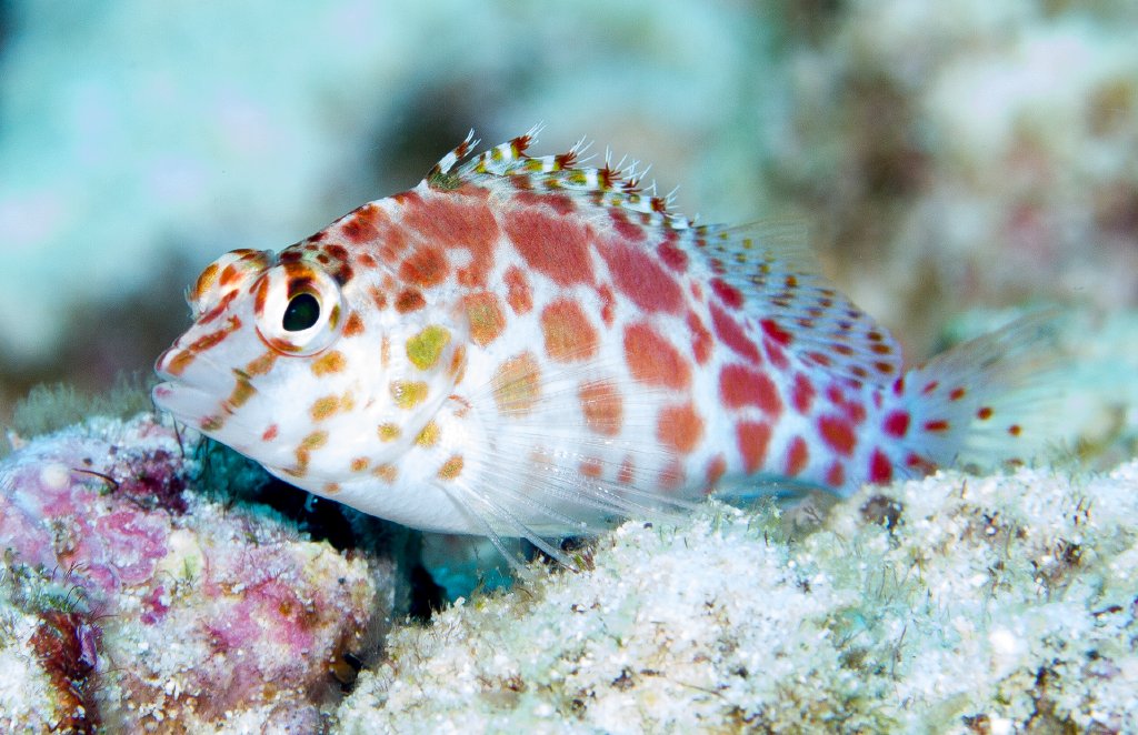 Spotted Hawkfish