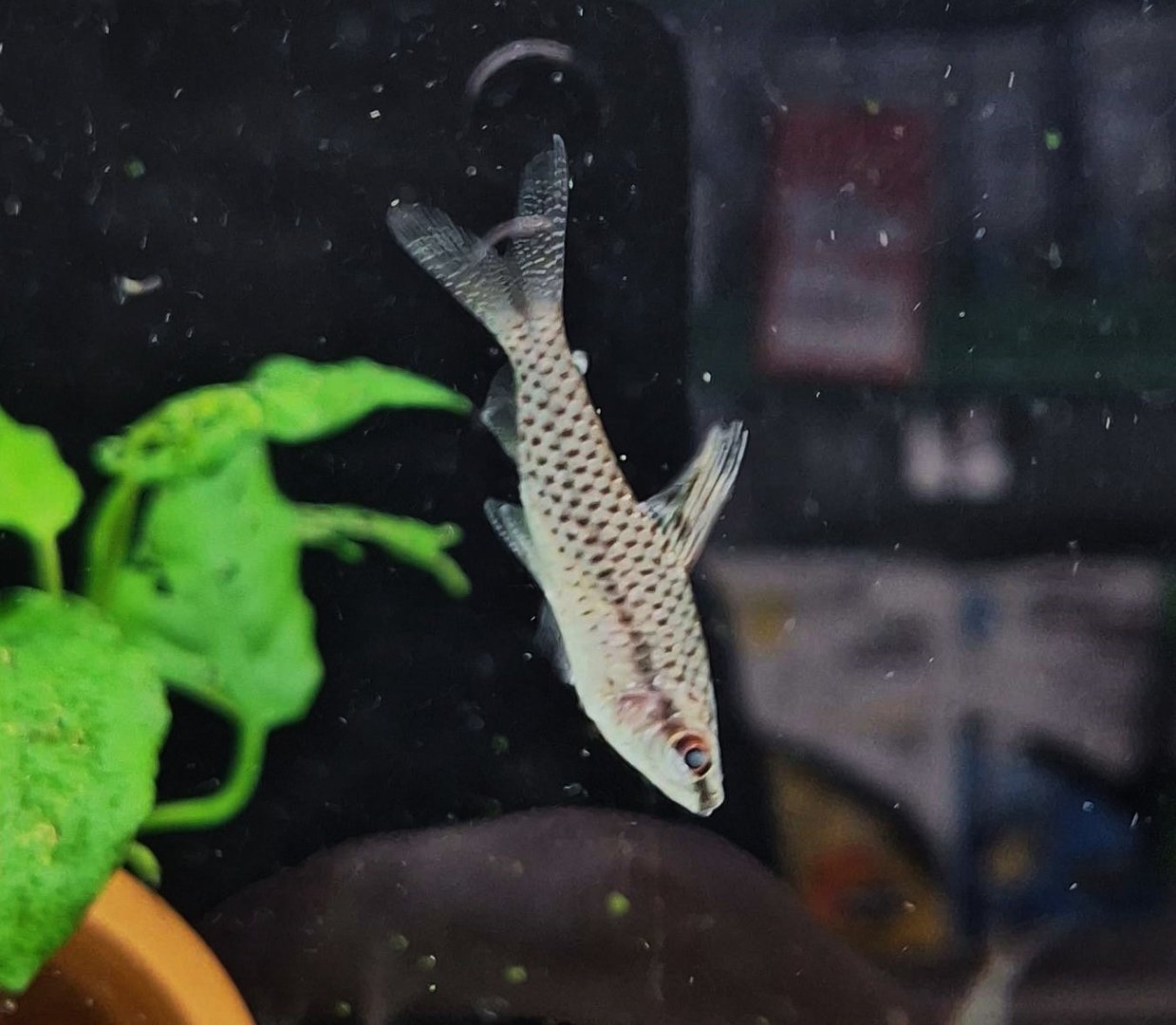 Spotted Headstander (Chilodus punctatus)