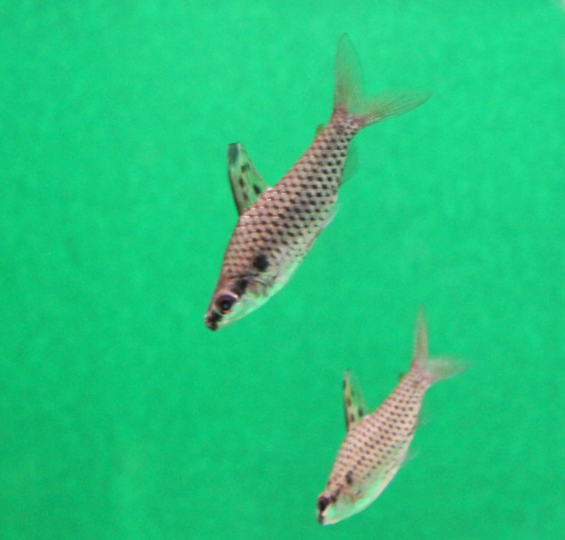 Spotted headstanders - Chilodus punctatus