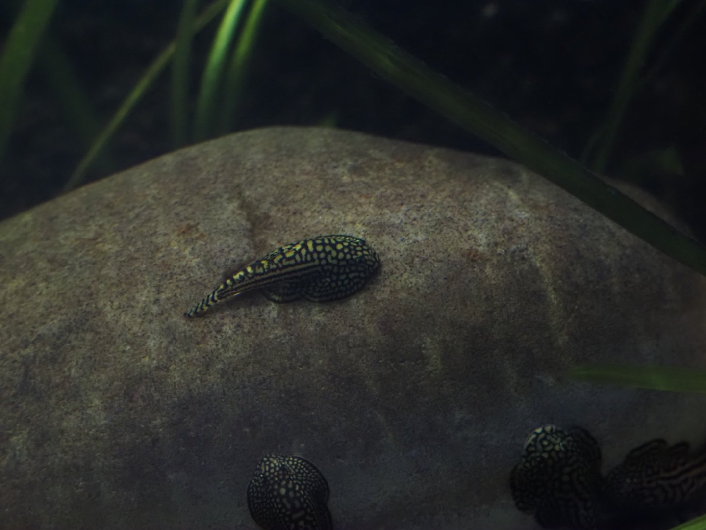 Spotted Hillstream Loach