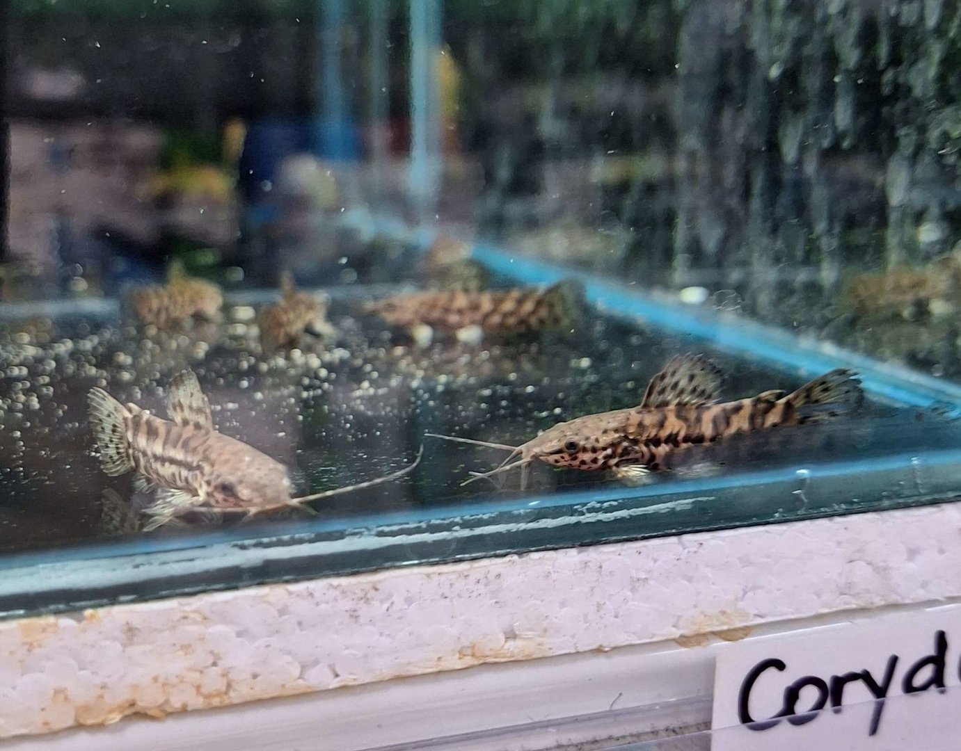 Spotted Hoplo (Megalechis thoracata)