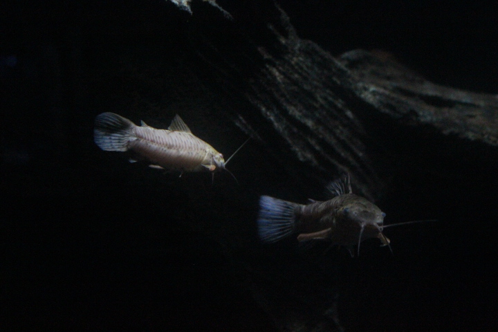 Spotted hoplo (Megalechis thoracata)