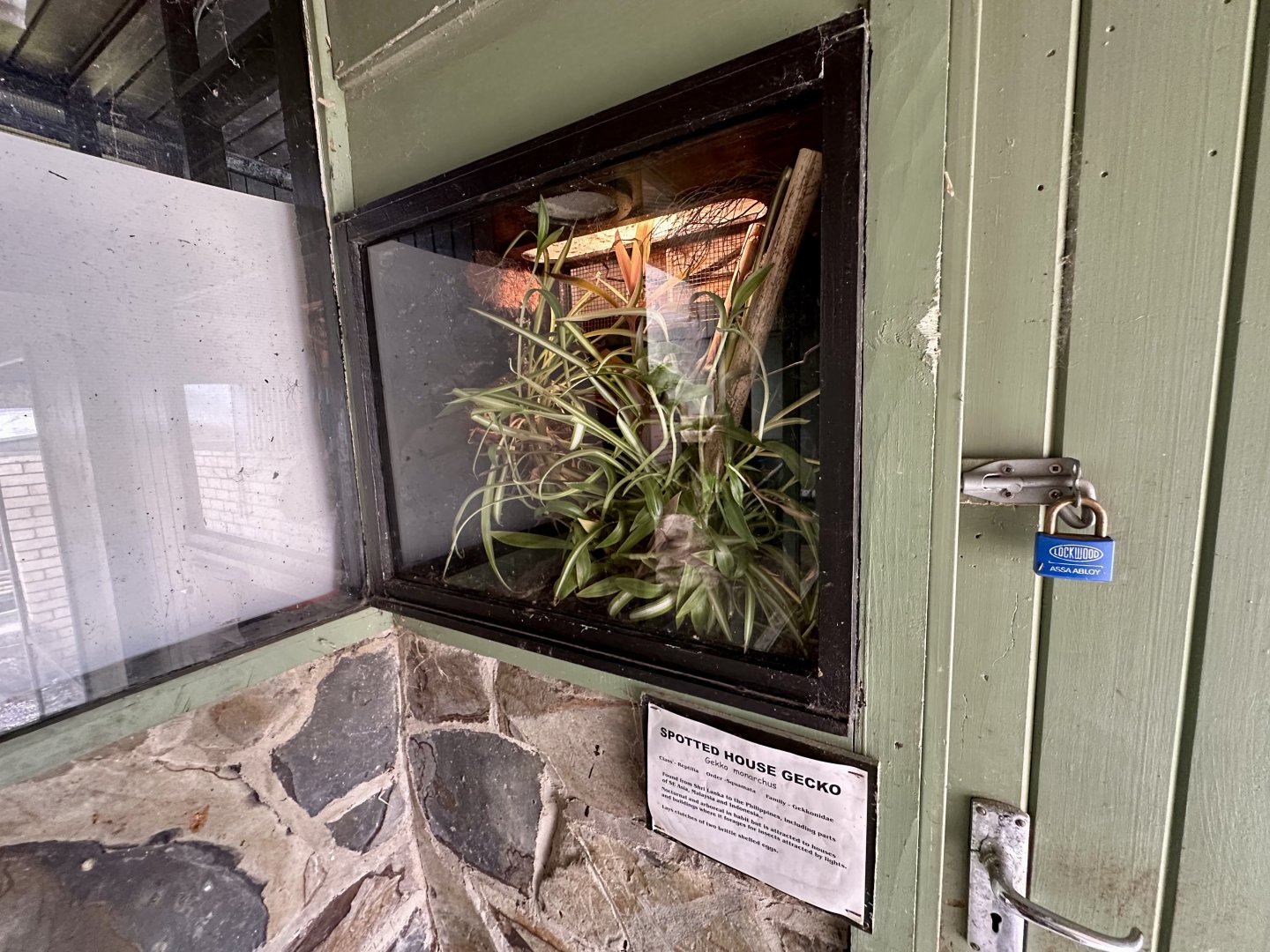 Spotted House Gecko Exhibit