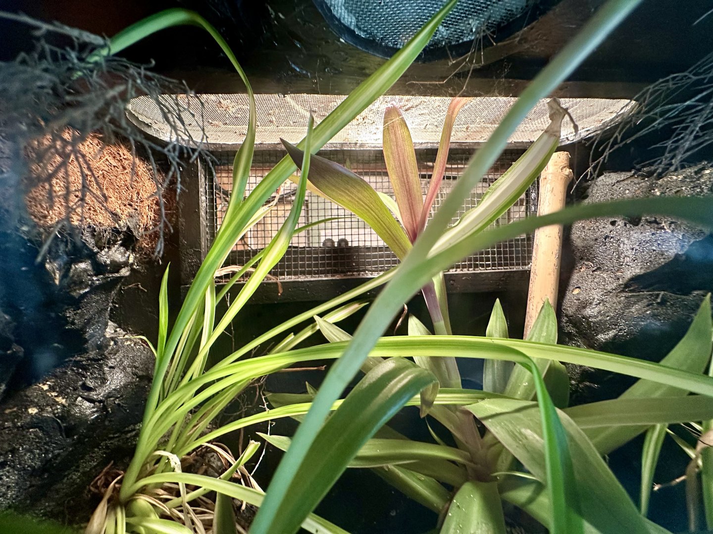 Spotted House Gecko Exhibit