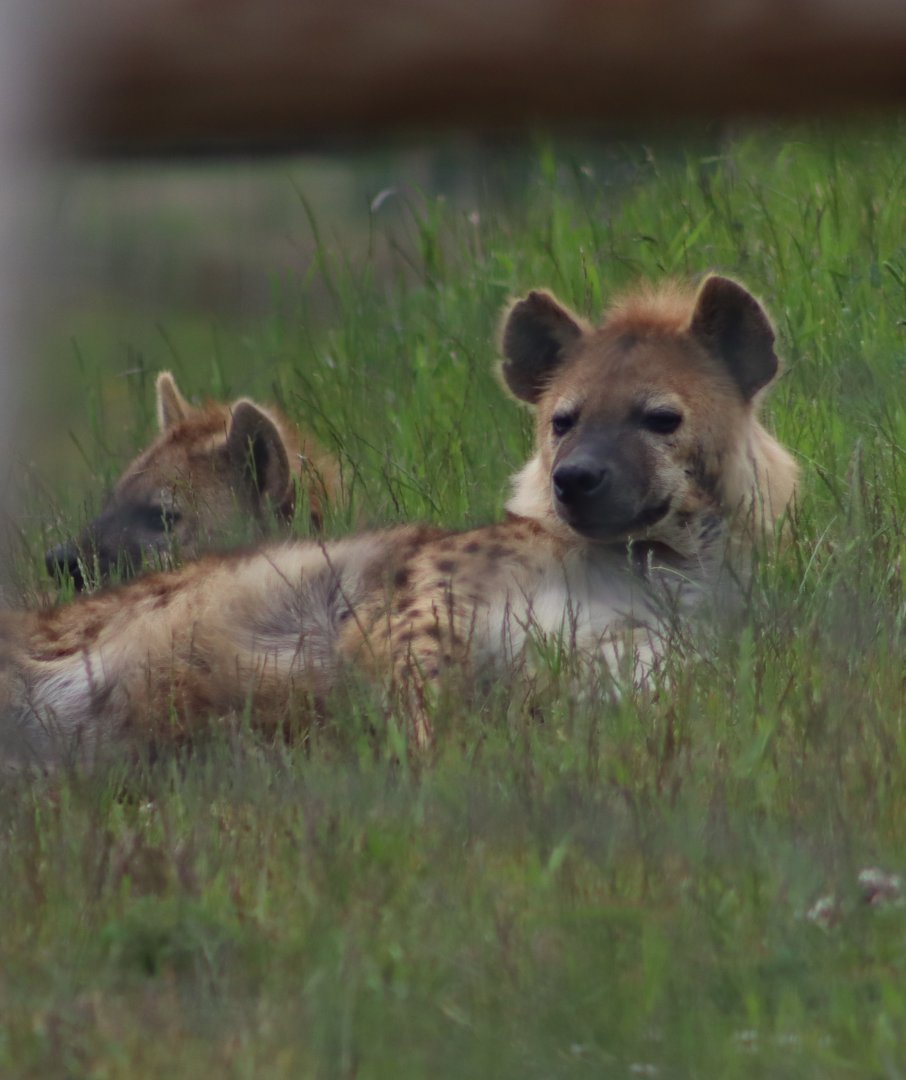 Spotted hyaena - 4 June 2022