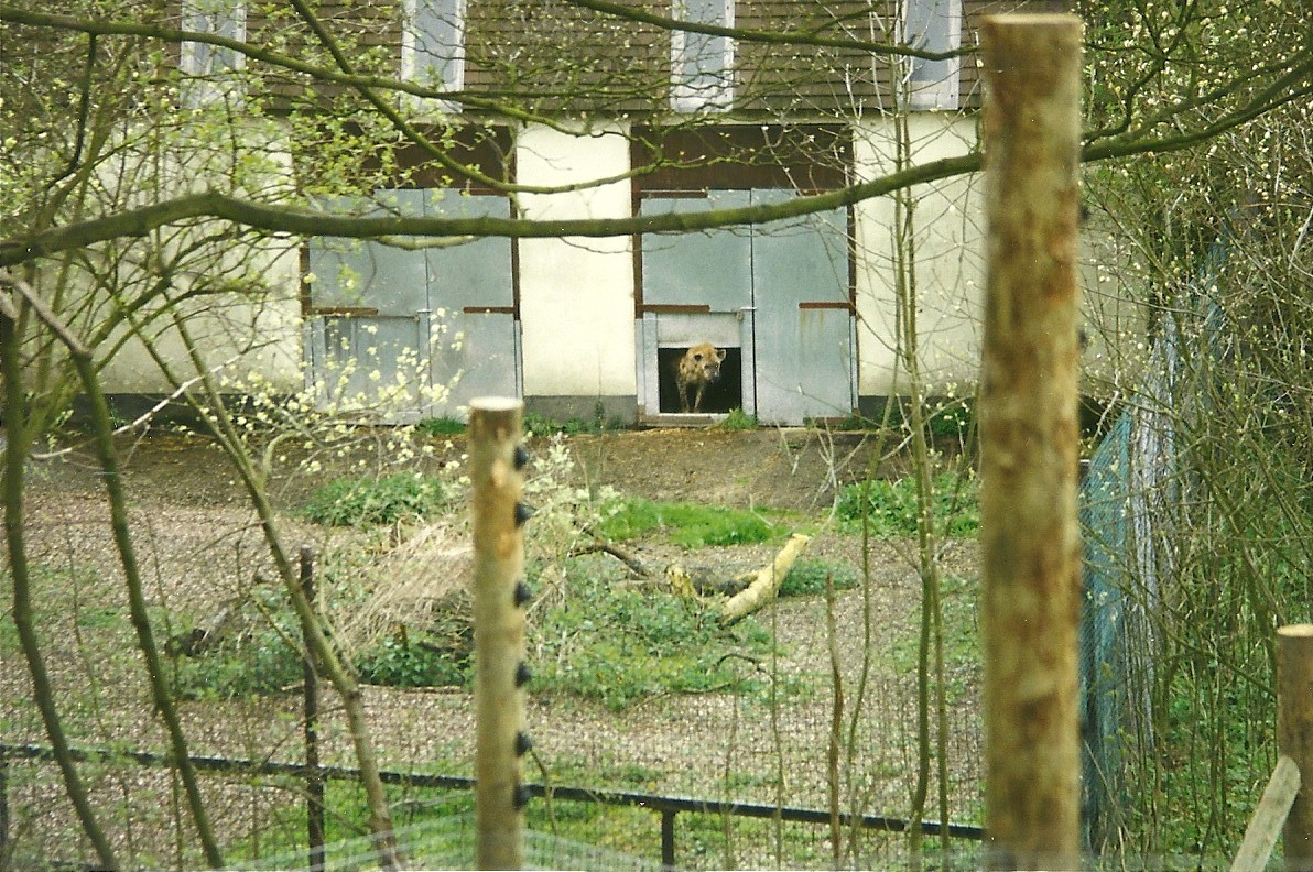 Spotted Hyaena 4th April 1998