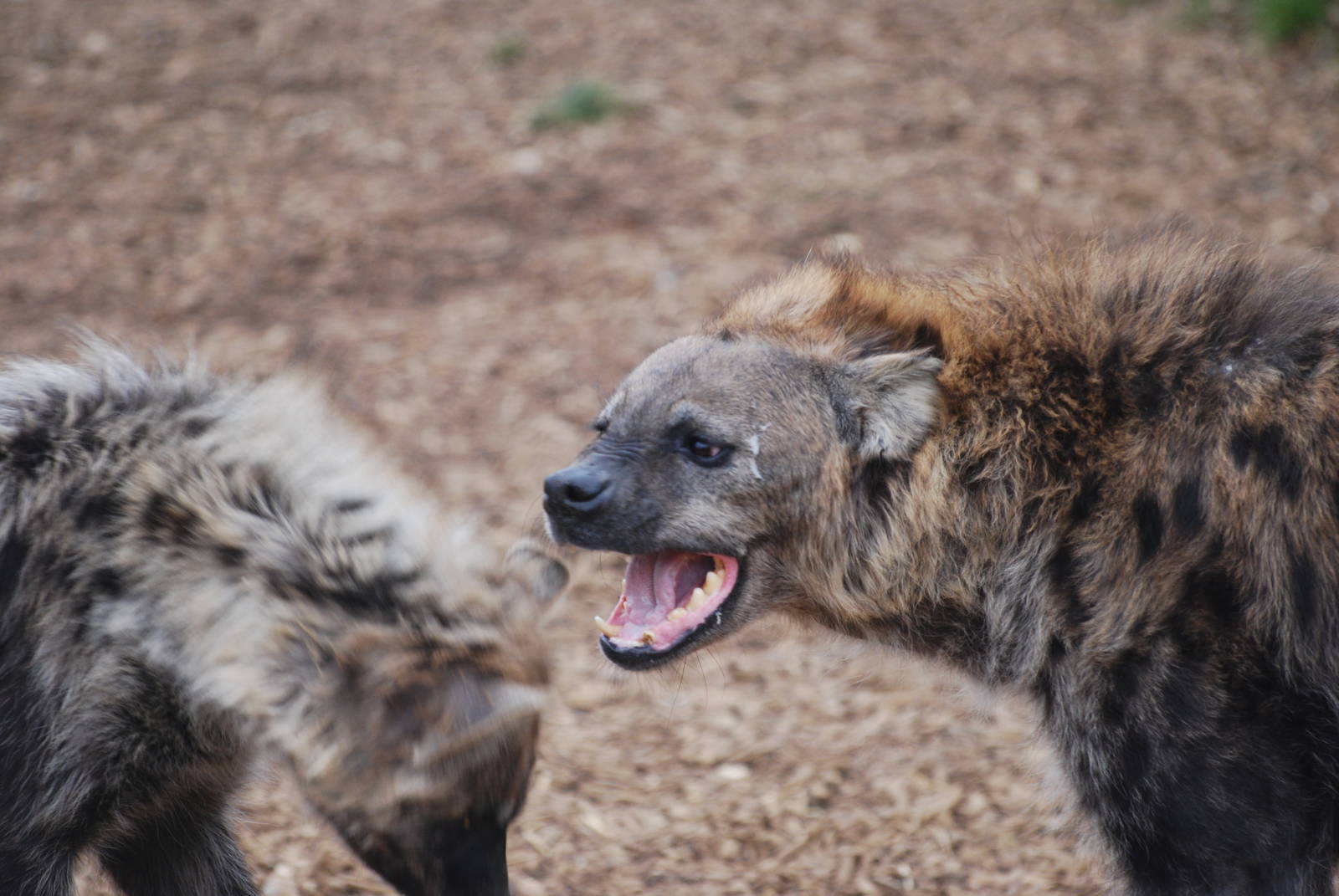 Spotted hyaena altercation