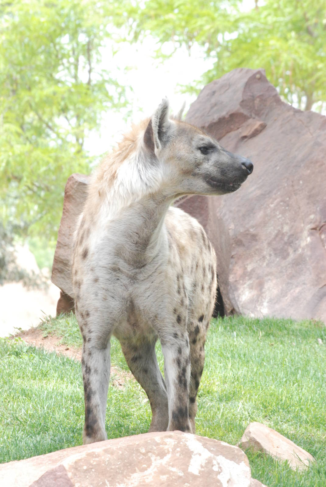 Spotted Hyaena at Bioparc Valencia, 28/05/11