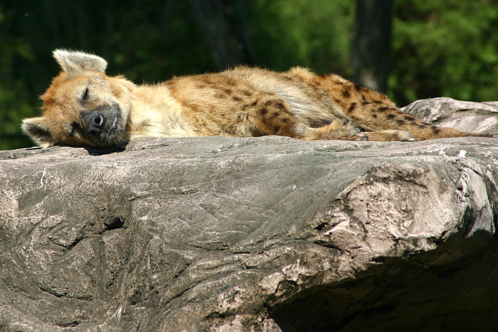 Spotted Hyaena at Busch Gardens Tampa Bay 28/10/05