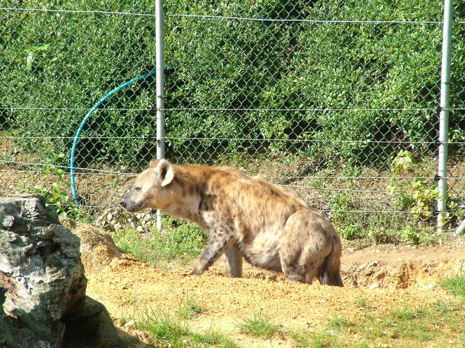 Spotted Hyaena at Colchester, 28/08/10