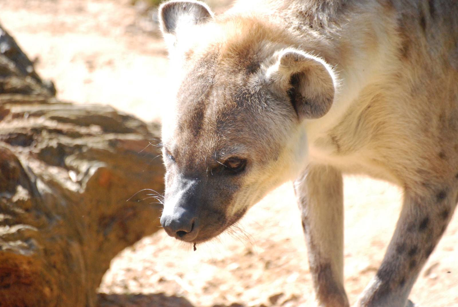 Spotted Hyaena at Colchester, 31/08/13