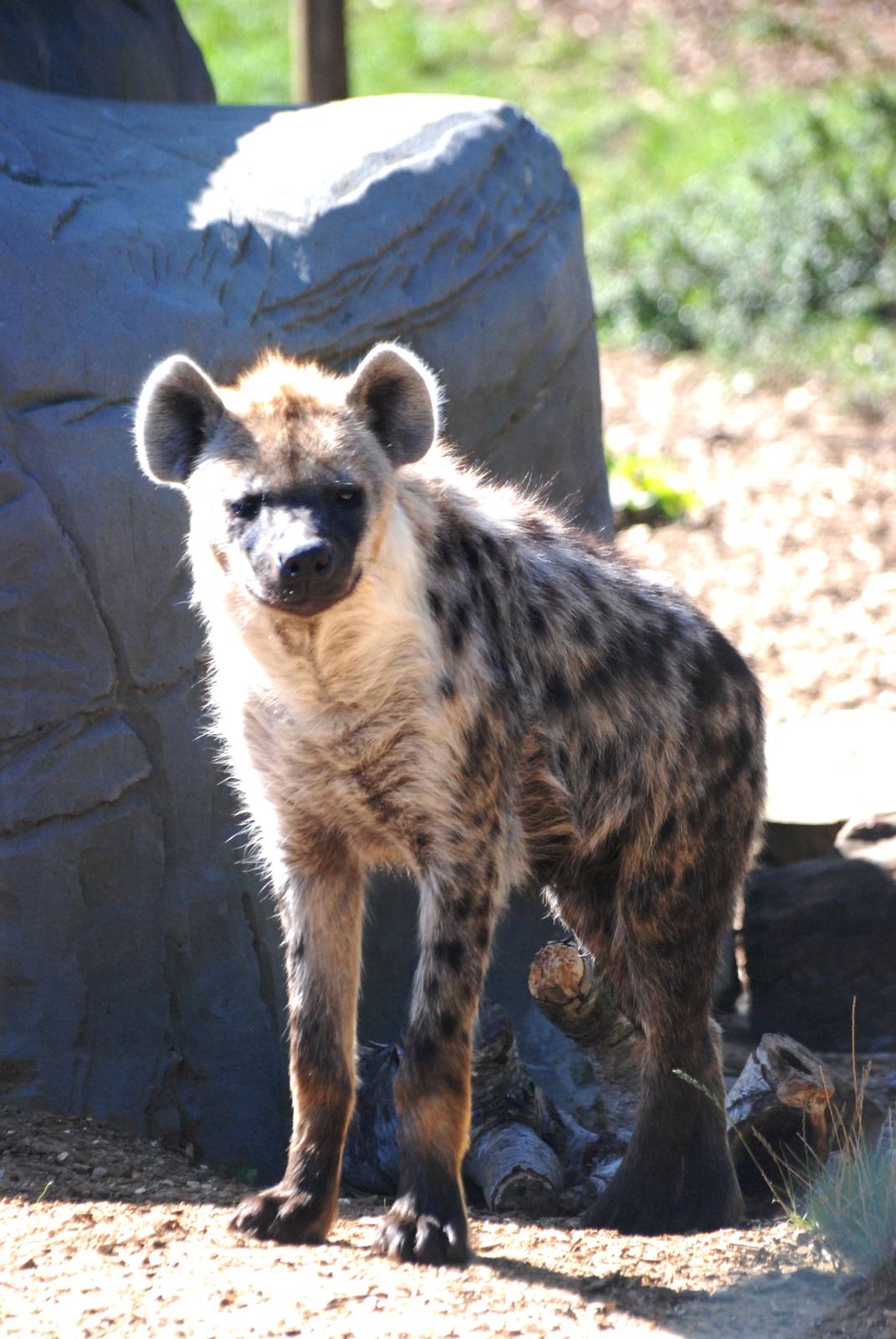 Spotted Hyaena at Colchester, 31/08/13