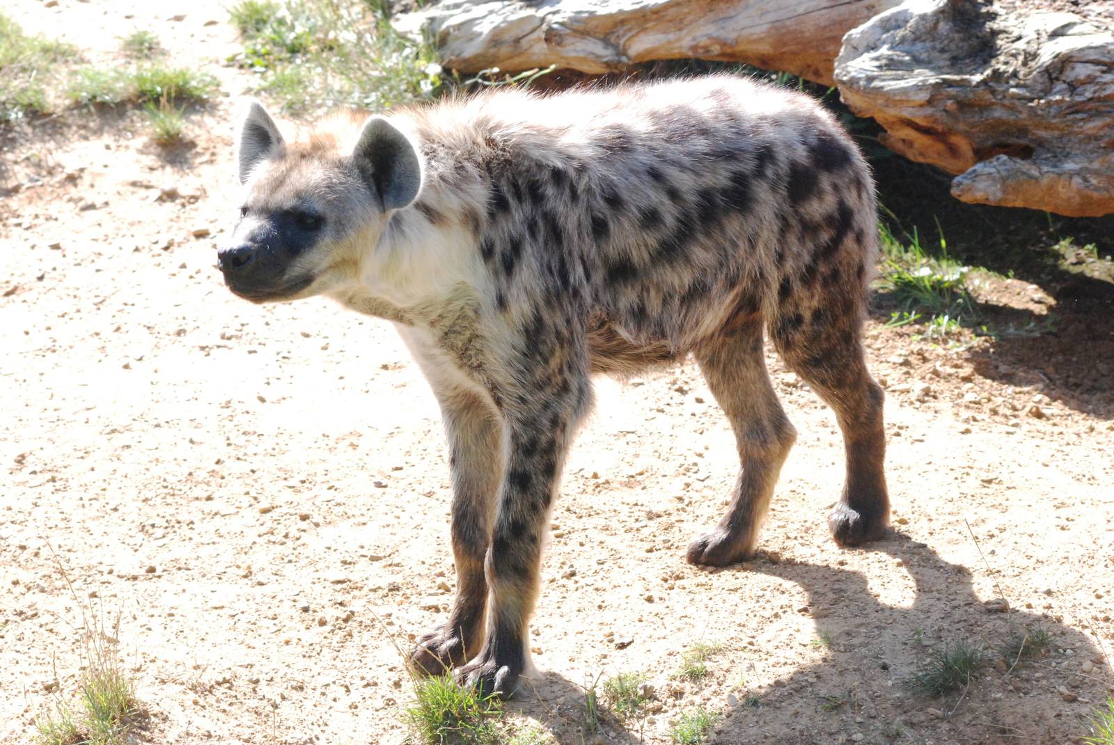 Spotted Hyaena at Colchester, 31/08/13
