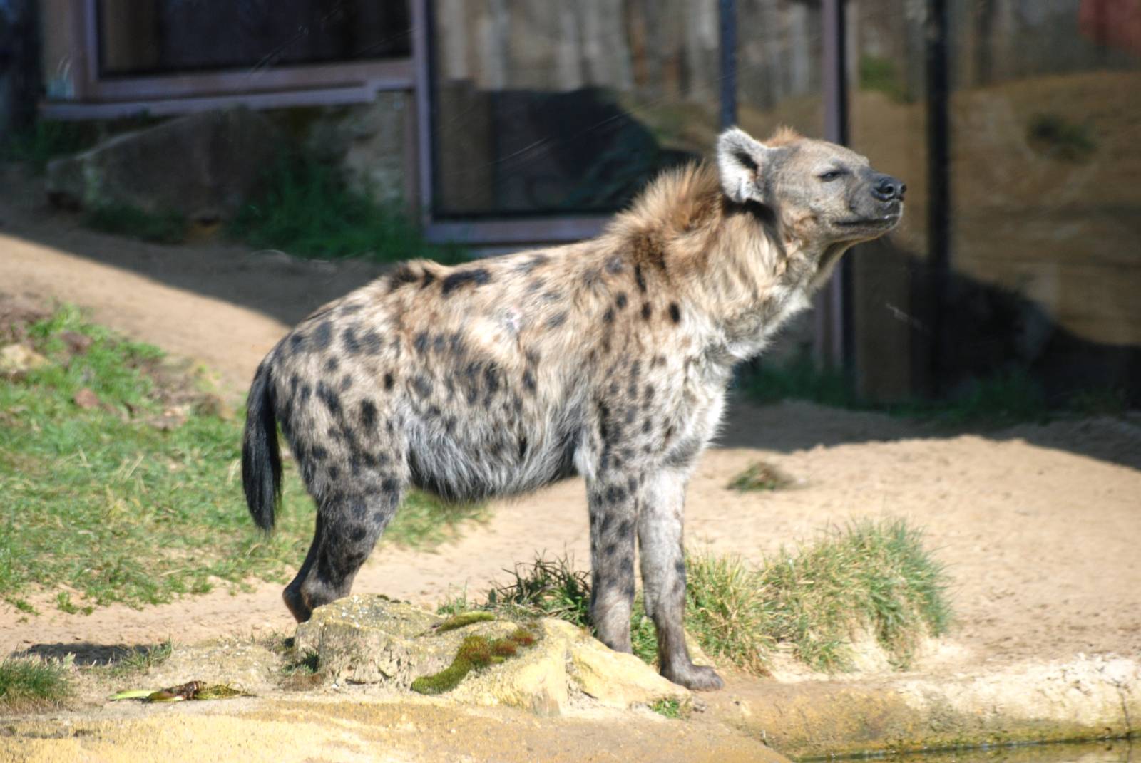 Spotted Hyaena at Erfurt, 18/03/15