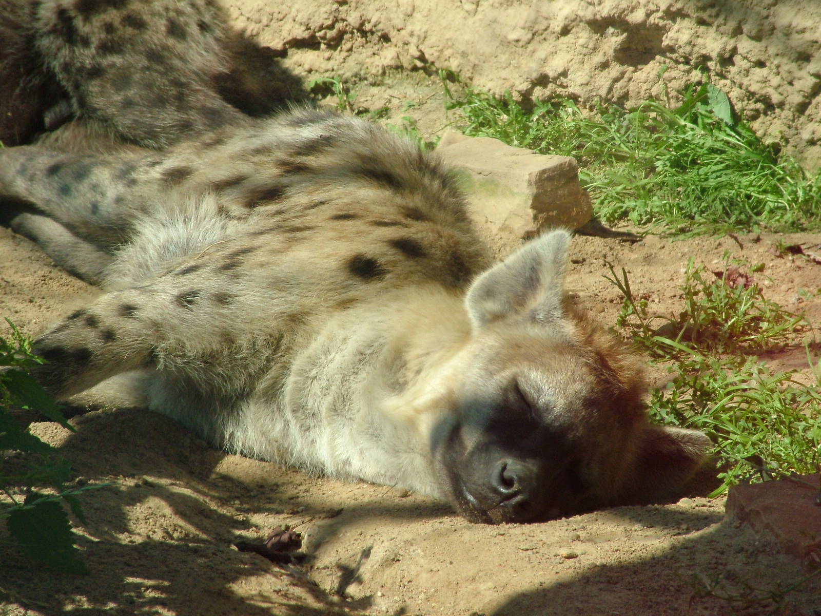 Spotted Hyaena at Leipzig, 02/09/11