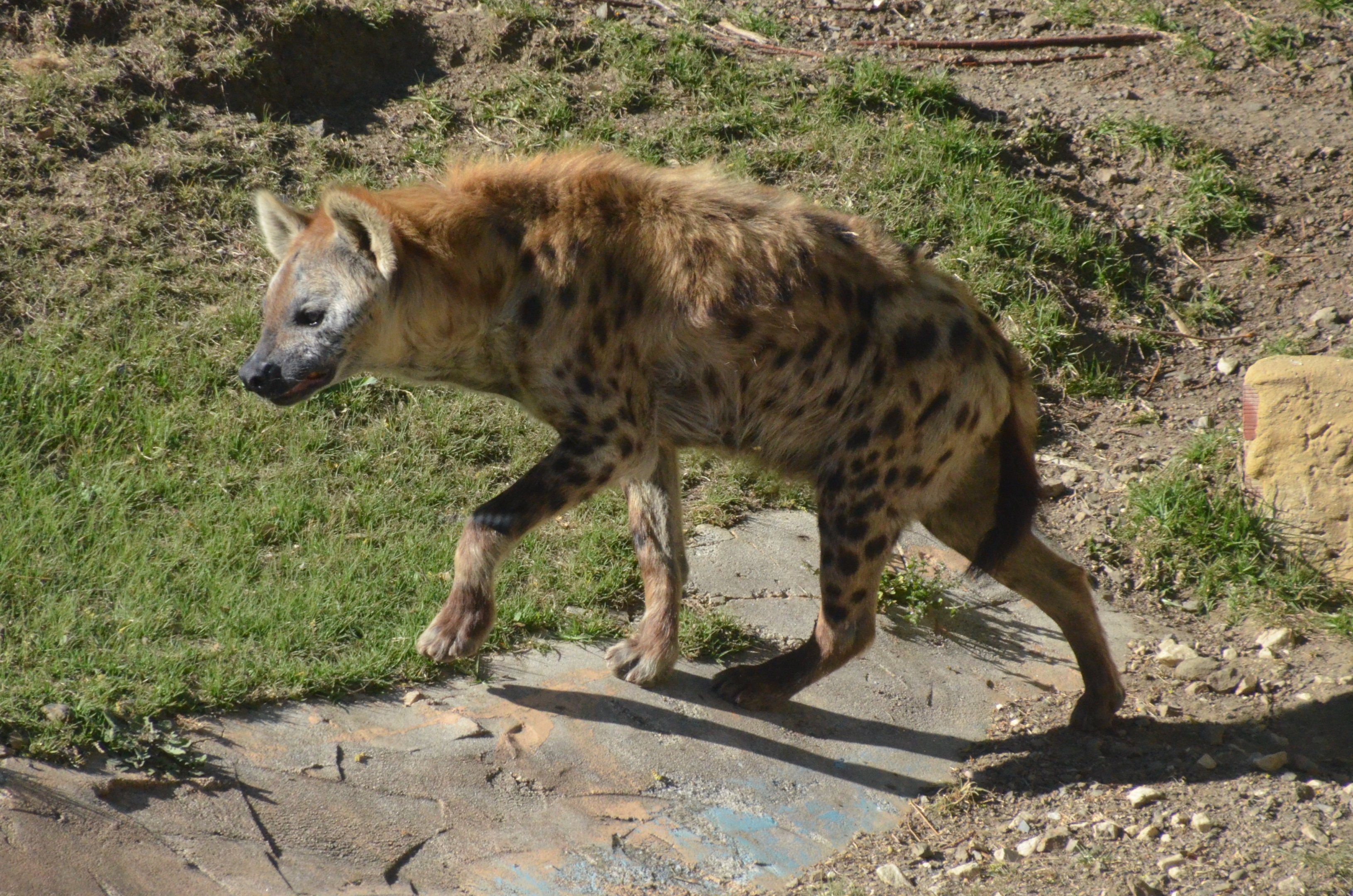 Spotted Hyaena at Selwo Aventura, 13/03/19
