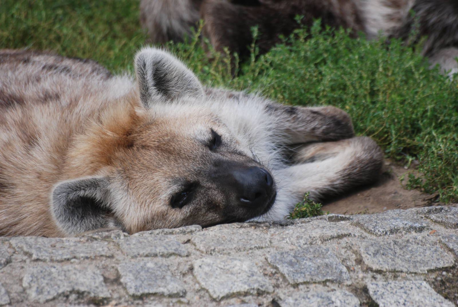 Spotted Hyaena at Tierpark Berlin, 30/08/11