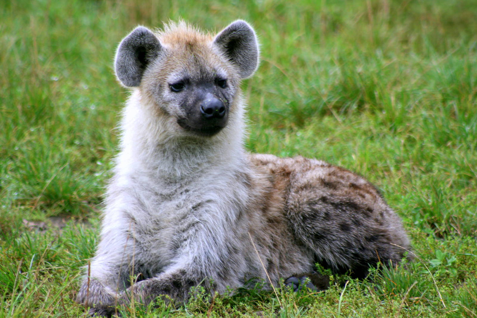 Spotted hyaena; Berlin Tierpark; 9th September 2011