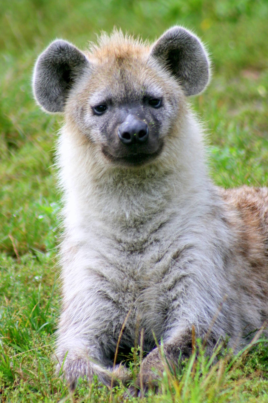 Spotted hyaena; Berlin Tierpark; 9th September 2011