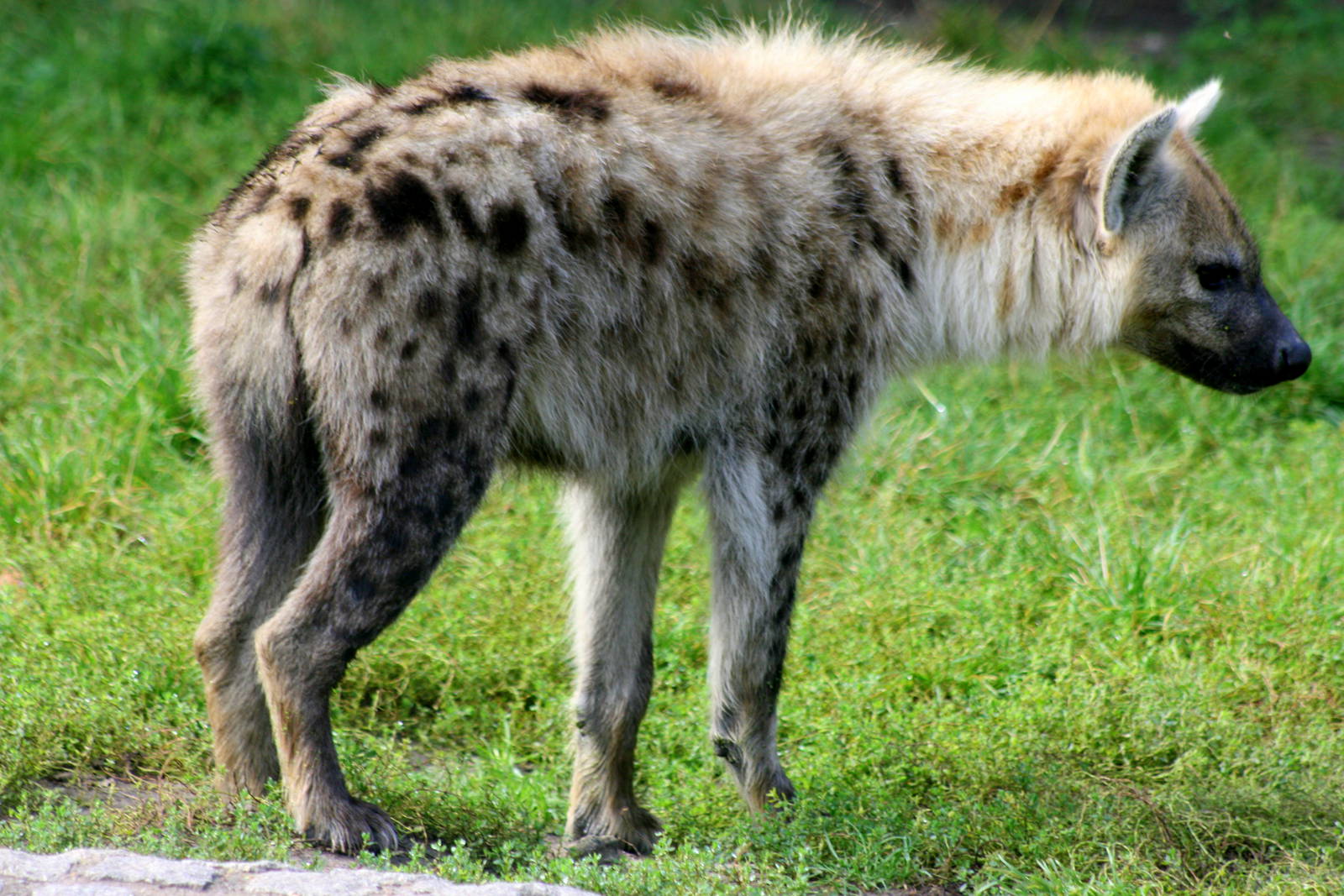 Spotted hyaena; Berlin Tierpark; 9th September 2011